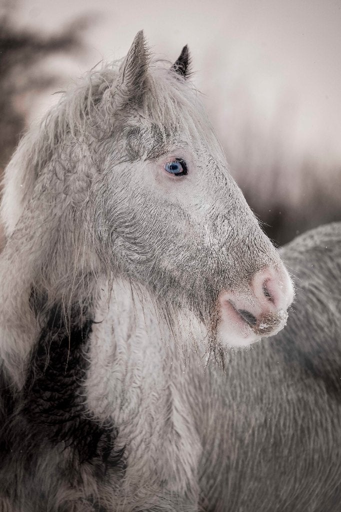 Verzorg(st)er/leaser voor lieve, jonge tinkermerrie gezocht, Weidegang, 1 paard of pony