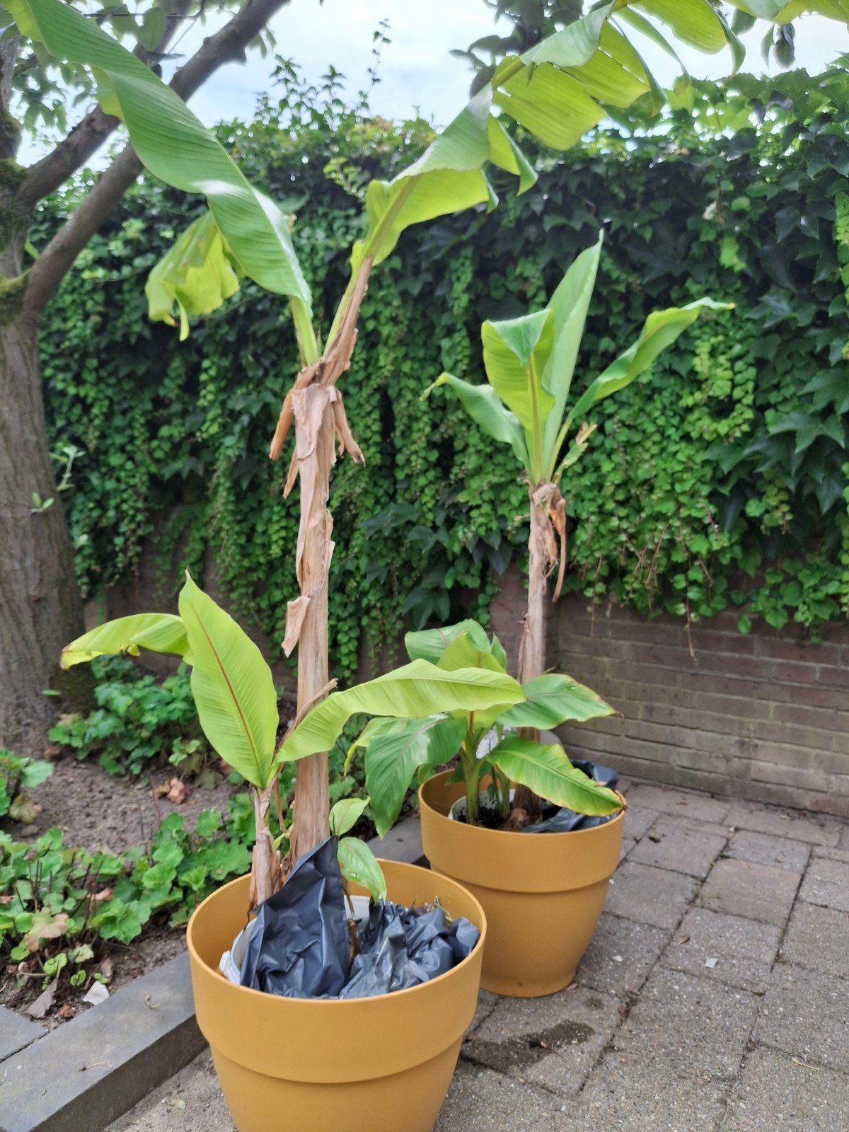 Bananenplanten (Musa Basjoo) - Winterharde Exoten, Ophalen, Overige soorten, Volle zon