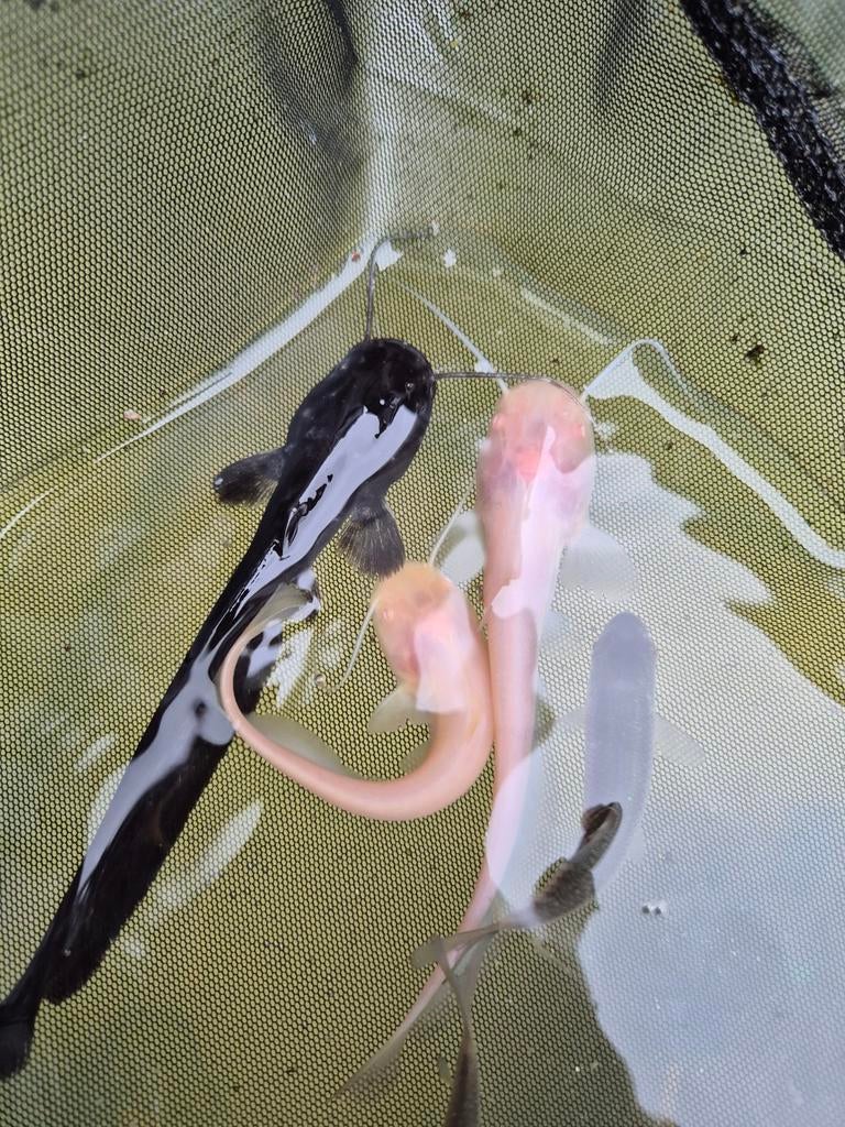 Europese meervallen zwart en albino, Dieren en Toebehoren, Vissen | Vijvervissen