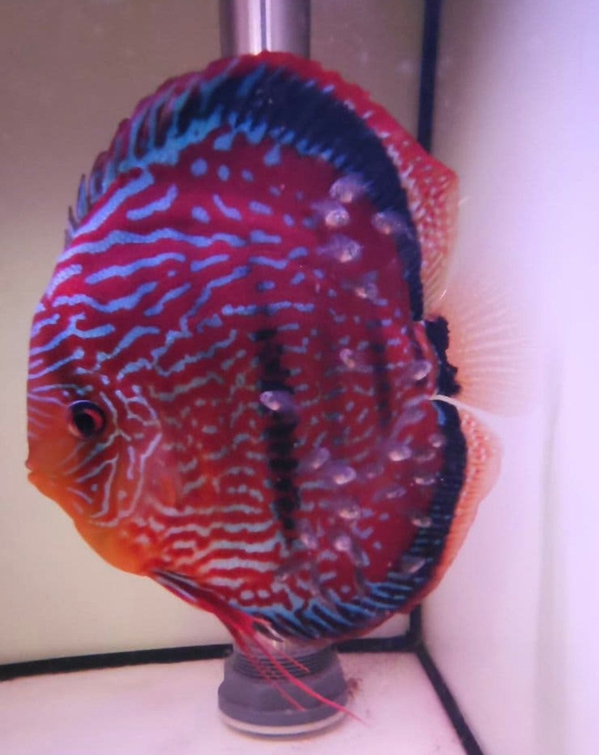 Jonge Weissflog discus vissen 6-8 cm €35, Vis, Zoetwatervis, Schoolvis