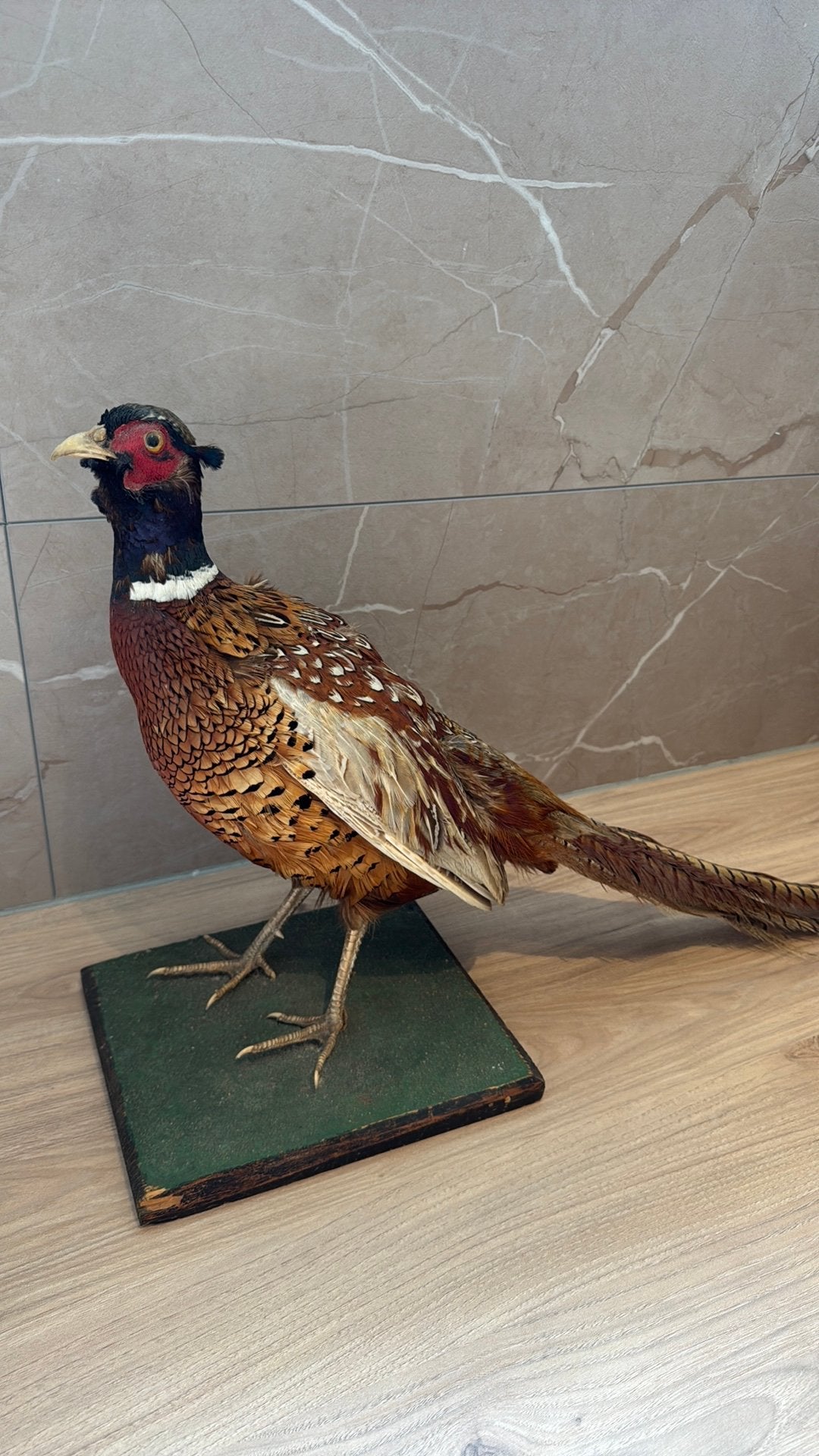 Opgezette fazant, Ophalen, Zo goed als nieuw, Vogel, Opgezet dier