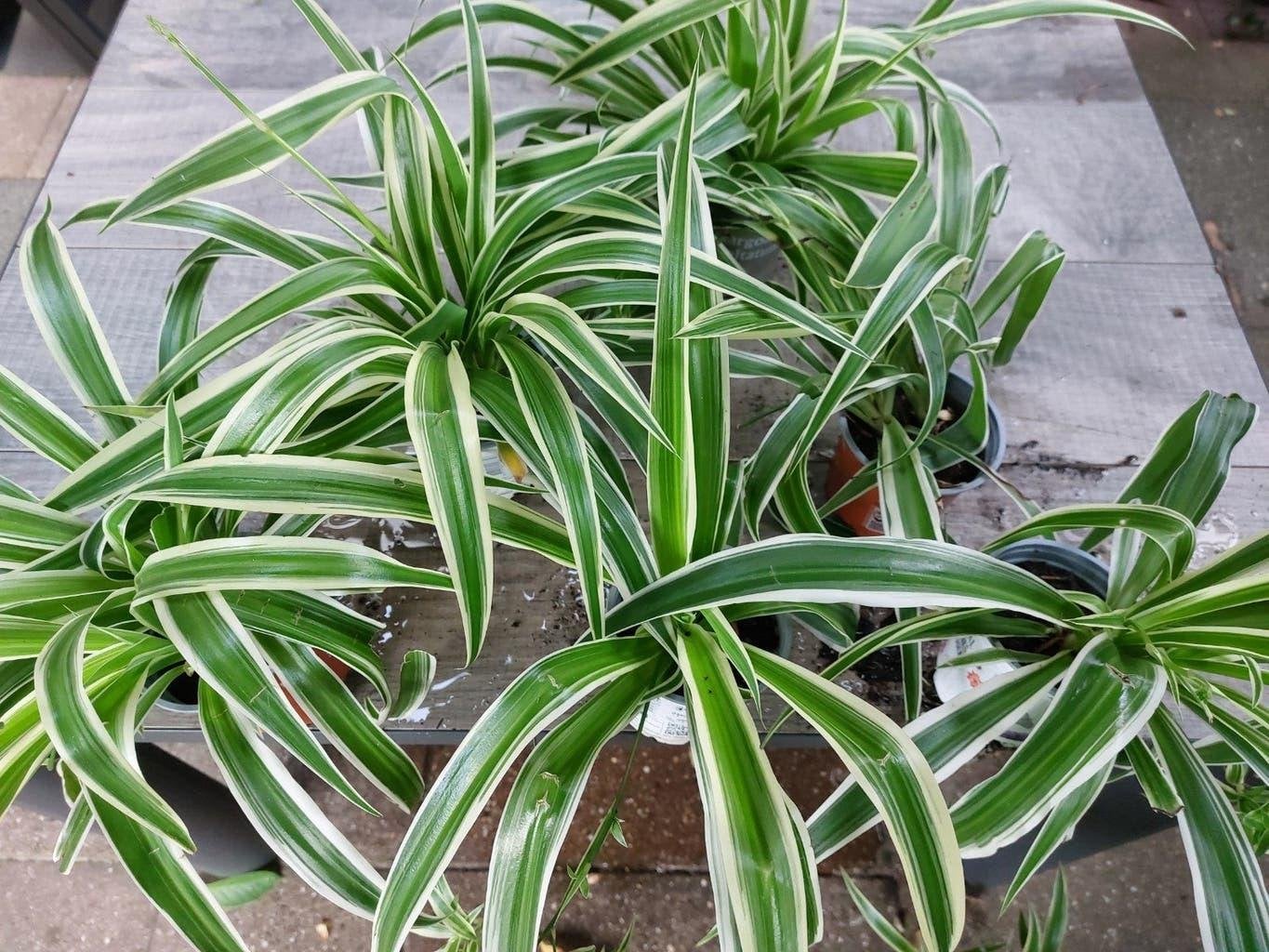 hangplant graslelie, Ophalen, Overige soorten, Halfschaduw, In pot
