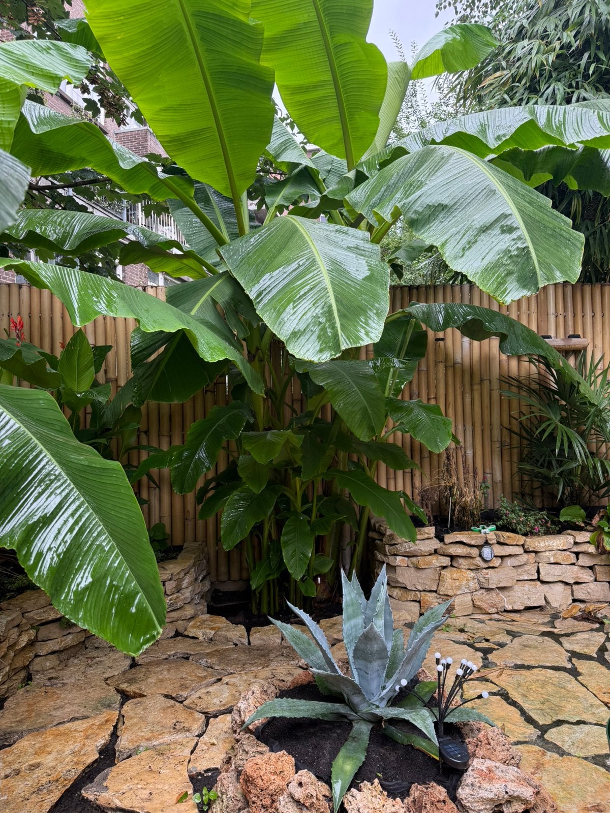 Musa Basjoo winterharde bananenplant STEKJES!, Tuin en Terras, Planten | Bomen, Overige soorten, 100 tot 250 cm, Zomer, Ophalen