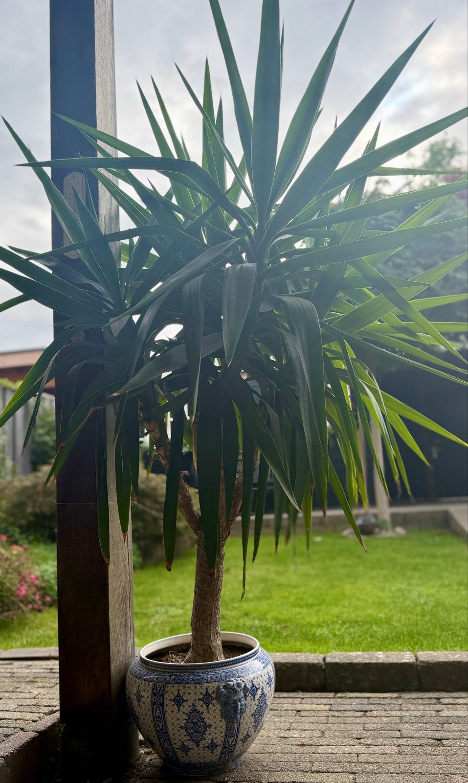 Twee Grote Yucca plant in pot, Ophalen, Vaste plant, Overige soorten, Volle zon