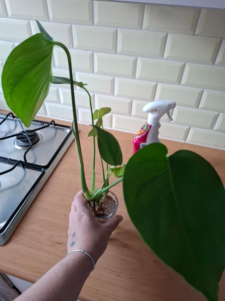 Mooie stekken. 2 stuks met wortel  graag ruilen, Ophalen, Halfschaduw, Minder dan 100 cm