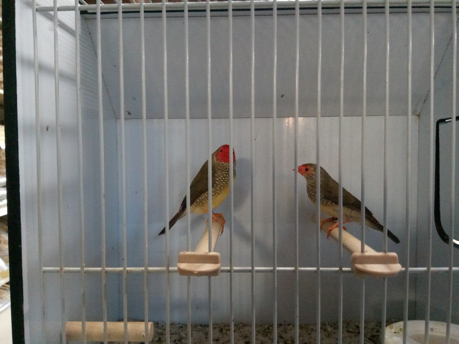 Binsen astrildes, Dieren en Toebehoren, Meerdere dieren, Geringd