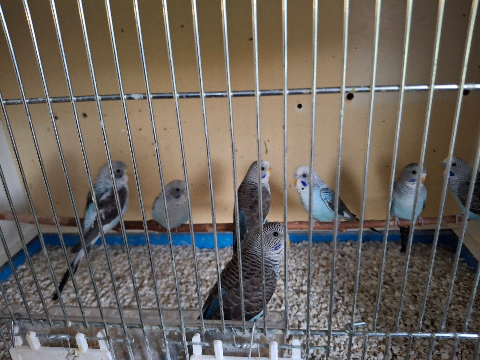 Blauwe blackwing grasparkieten 2026, Meerdere dieren, Parkiet, Geringd