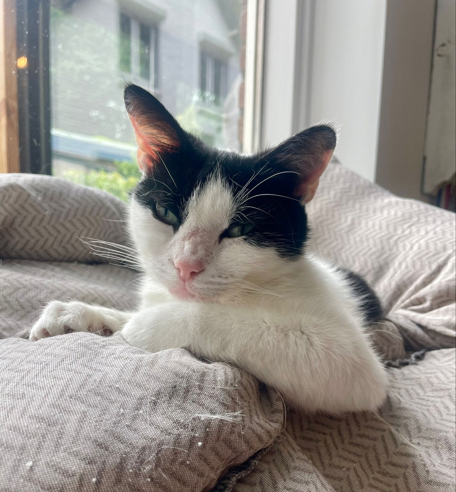 Poes Dikkie Dik, Poes, Kortharig, 3 tot 5 jaar