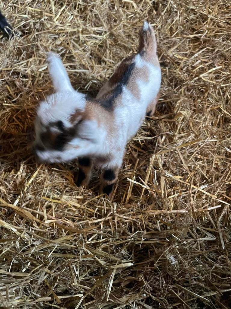 Geite bokjes zwart, Dieren en Toebehoren, Schapen, Geiten en Varkens, Mannelijk, Geit