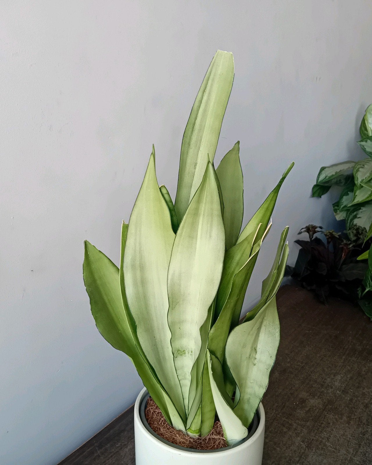 Kamerplant 60cm sanseveria moonshine, Huis en Inrichting, Kamerplanten, Ophalen, Vetplant, Halfschaduw, In pot