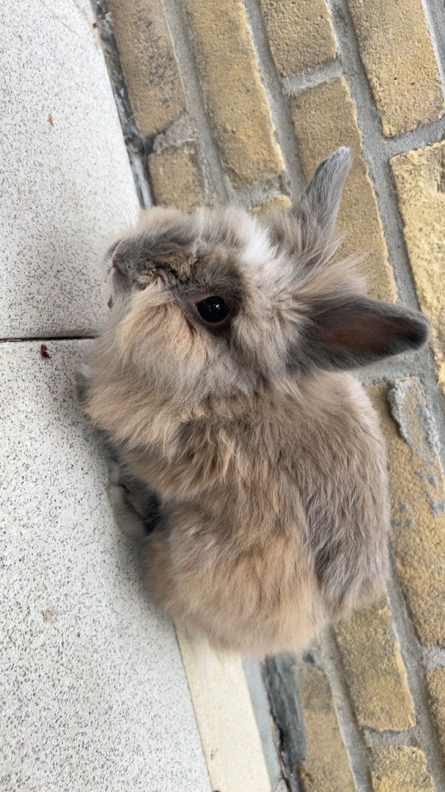 Konijn, Mannelijk, Middelgroot, 0 tot 2 jaar