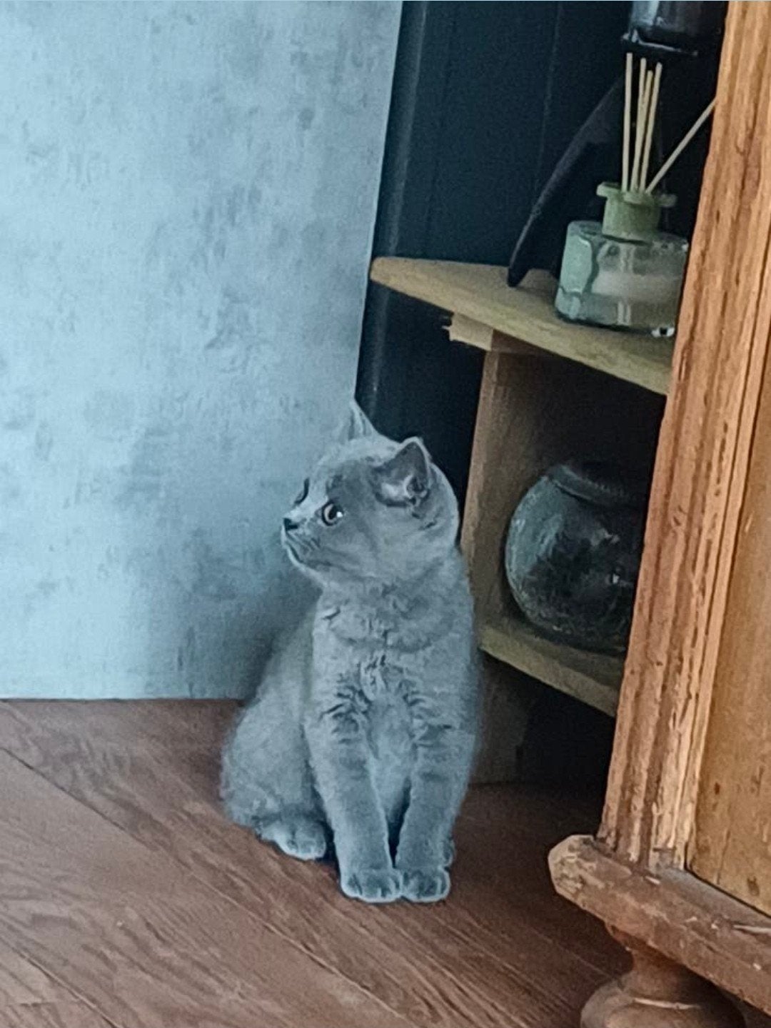 Brits korthaar kittens, Dieren en Toebehoren, Katten en Kittens | Raskatten | Korthaar, Meerdere dieren, 0 tot 2 jaar, Gechipt
