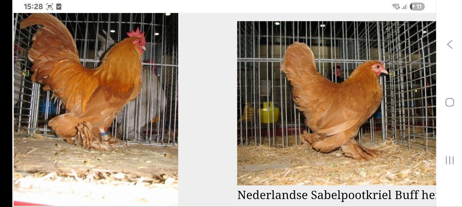 gezocht broedeieren sabelpootkriel, Meerdere dieren, Kip