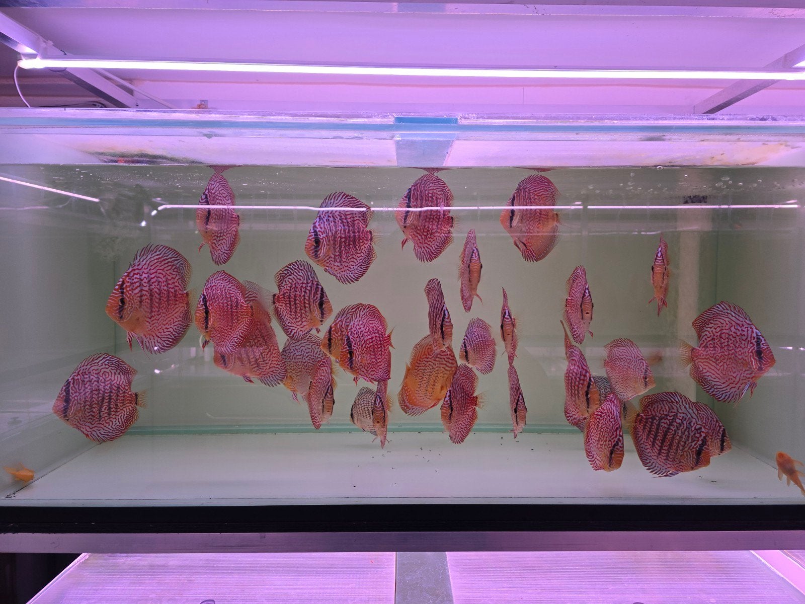 Discusvissen, Dieren en Toebehoren, Vis, Zoetwatervis, Schoolvis