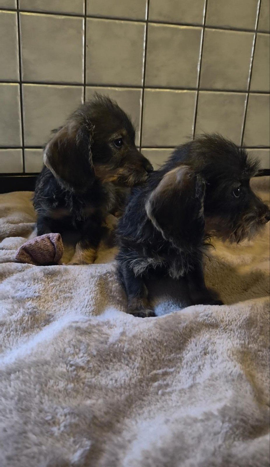 Ruwharige dwergteckel puppy's, 8 tot 15 weken, Dwerg, Meerdere, Meerdere dieren