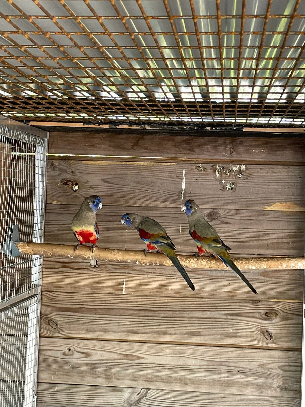 Ruilen.   Bleu bonnets., Dieren en Toebehoren, Meerdere dieren, Parkiet