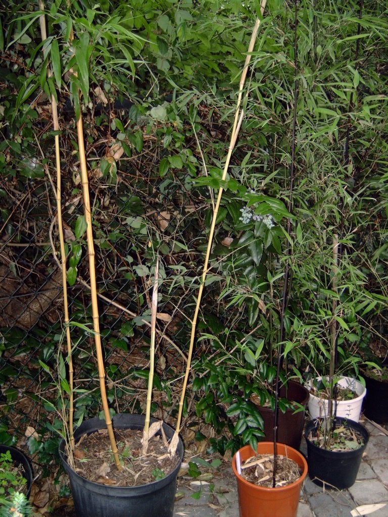 Diverse populaire bamboes, Tuin en Terras, Vaste plant, Bloeit niet, Halfschaduw, Ophalen