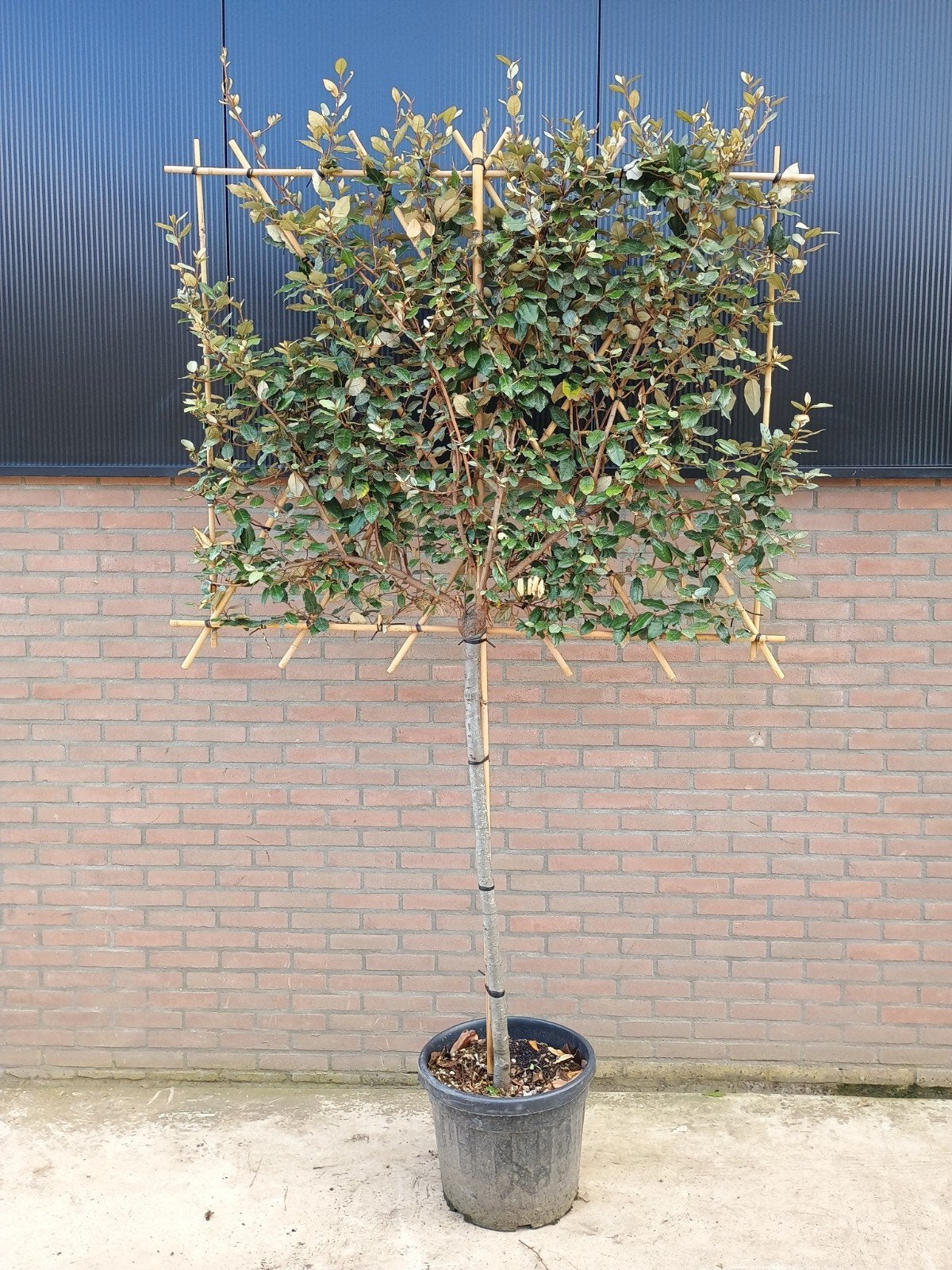 Lei-olijfwilg (Elaeagnus x ebbingei) - 120 cm stamhoogte, Tuin en Terras, Ophalen, Halfschaduw, Leiboom, 100 tot 250 cm