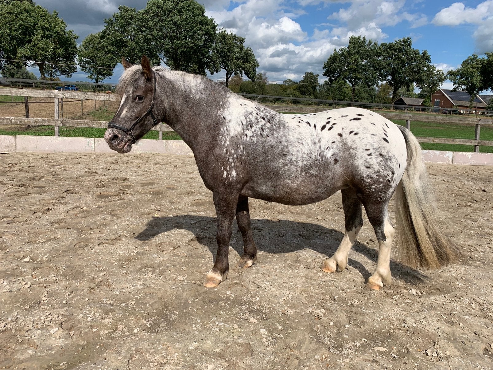 Appaloosa b pony merrie, Dieren en Toebehoren, 7 tot 10 jaar, B pony (1.17m tot 1.27m), Onbeleerd, Recreatiepony