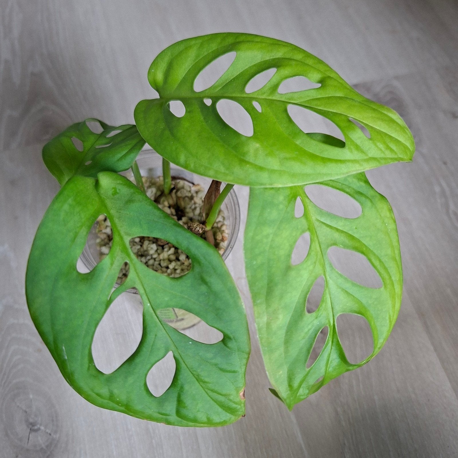 Gratis Monstera Esqueleto stekjes, Ophalen, Halfschaduw, Minder dan 100 cm