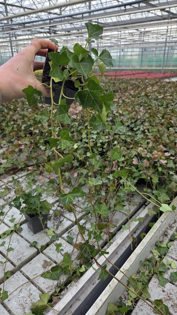 Hedera Hibernica lange rank - klimop - zware uitvoering, Ophalen of Verzenden, Overige soorten, 100 tot 250 cm