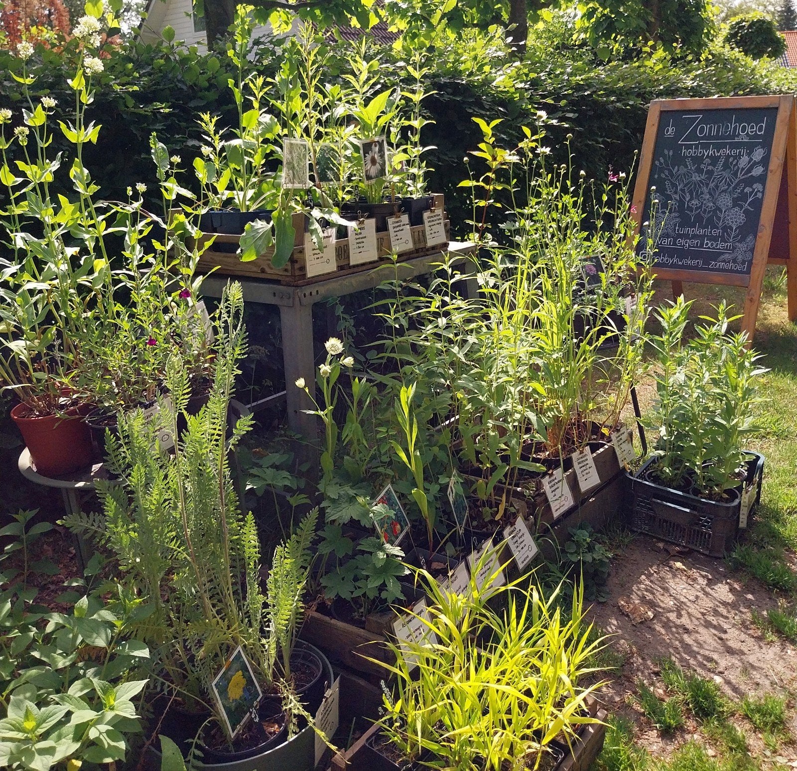 de Zonnehoed • duurzaam gekweekte tuinplanten, Ophalen, Vaste plant, Overige soorten