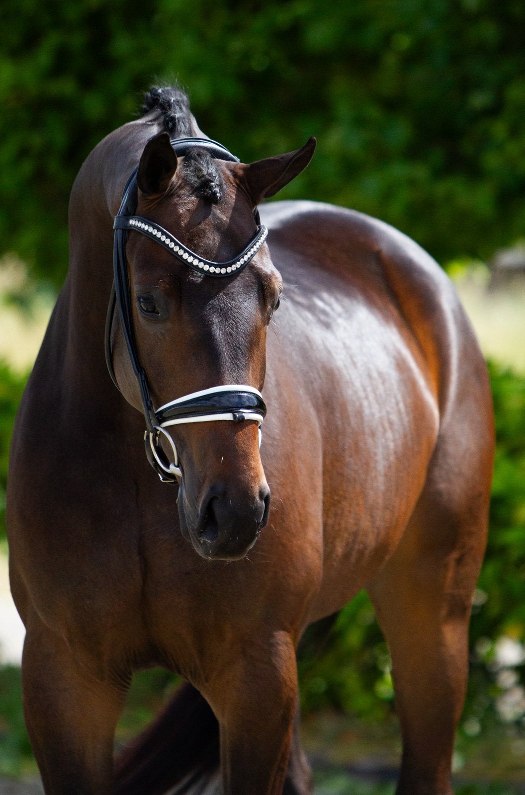 4 jarige Dressuur ruin, Dieren en Toebehoren, Paarden, Ruin, Onbeleerd, Dressuurpaard, 3 tot 6 jaar