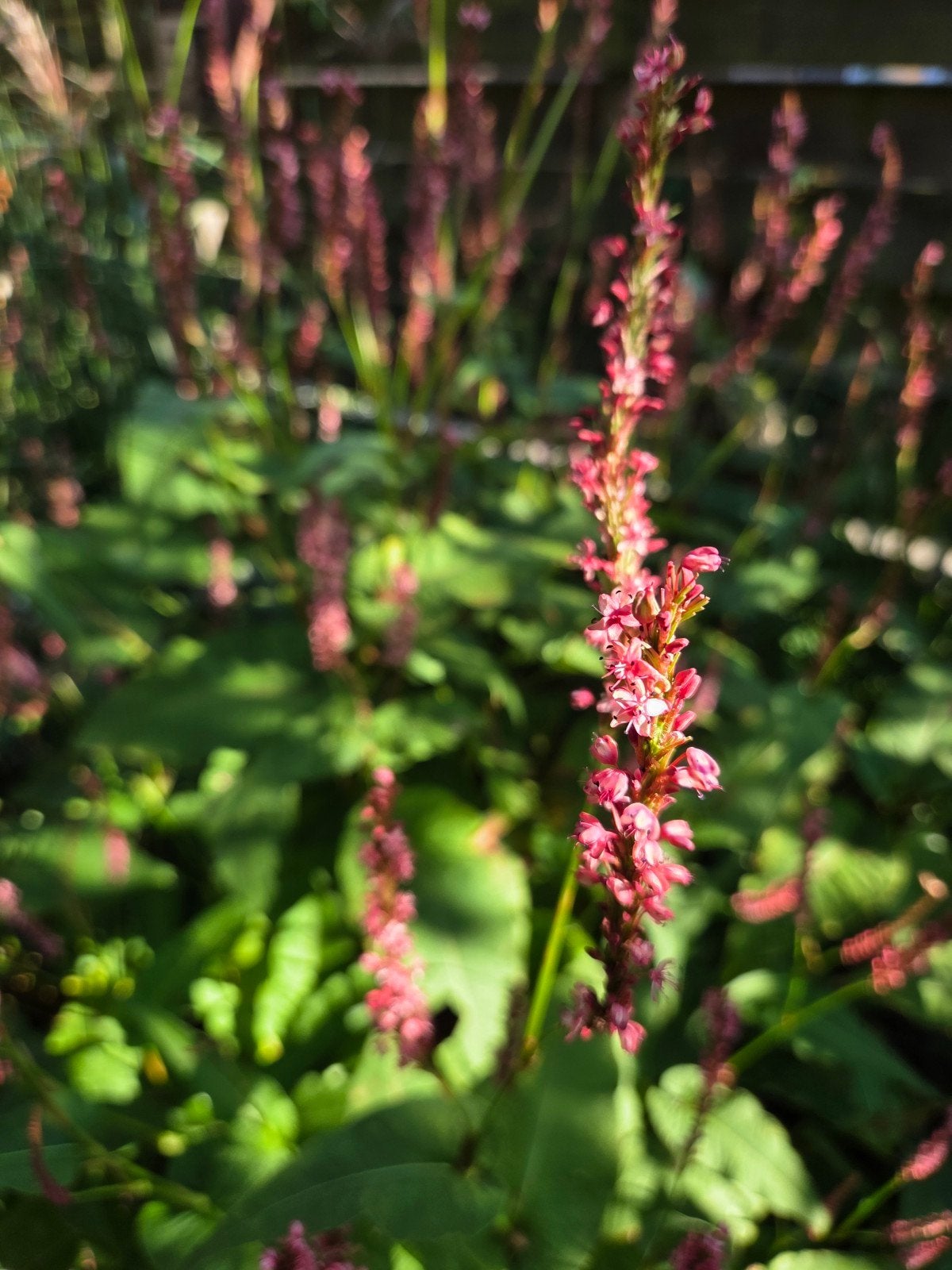 6x Persicaria amplexicaulis 'Sevenoaks Village' - Vaste plan, Vaste plant, Halfschaduw, Zomer, Ophalen