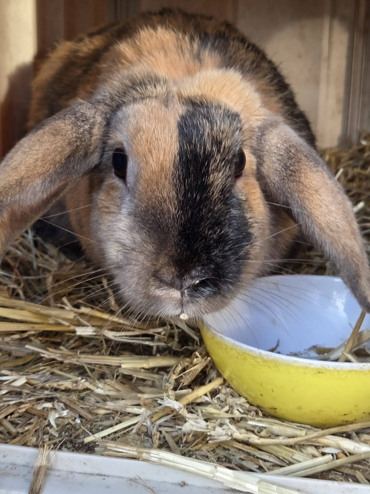 gezocht plekje voor ons vier jaar oude konijn (gratis), Dieren en Toebehoren, Vrouwelijk