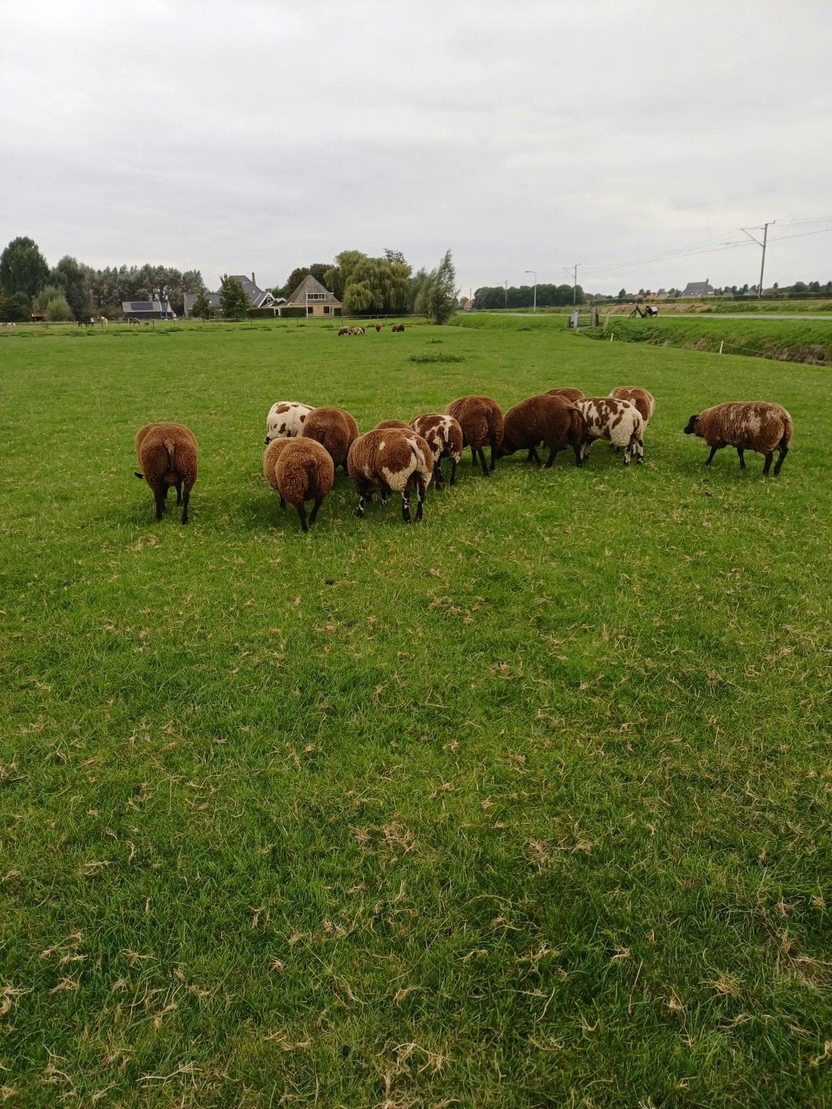 texelaar  dekrammen bont te koop