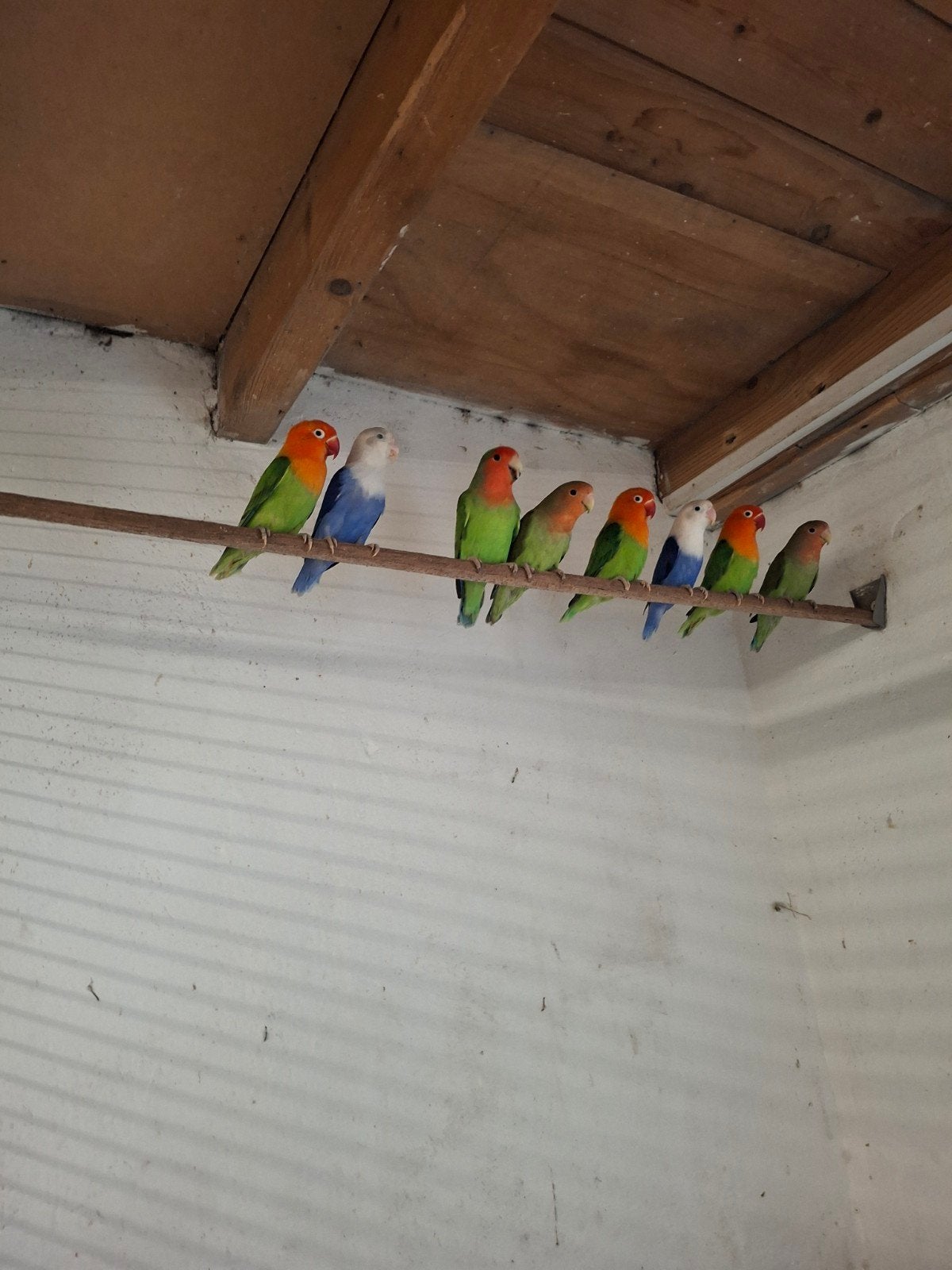 agapornis roseicollie, Dieren en Toebehoren, Vogels | Parkieten en Papegaaien, Meerdere dieren, Dwergpapegaai of Agapornis, Geringd