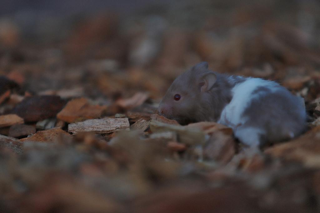 Jonge goudhamsters / Syrische hamsters, Dieren en Toebehoren, Hamster, Februari, Meerdere dieren, Tam