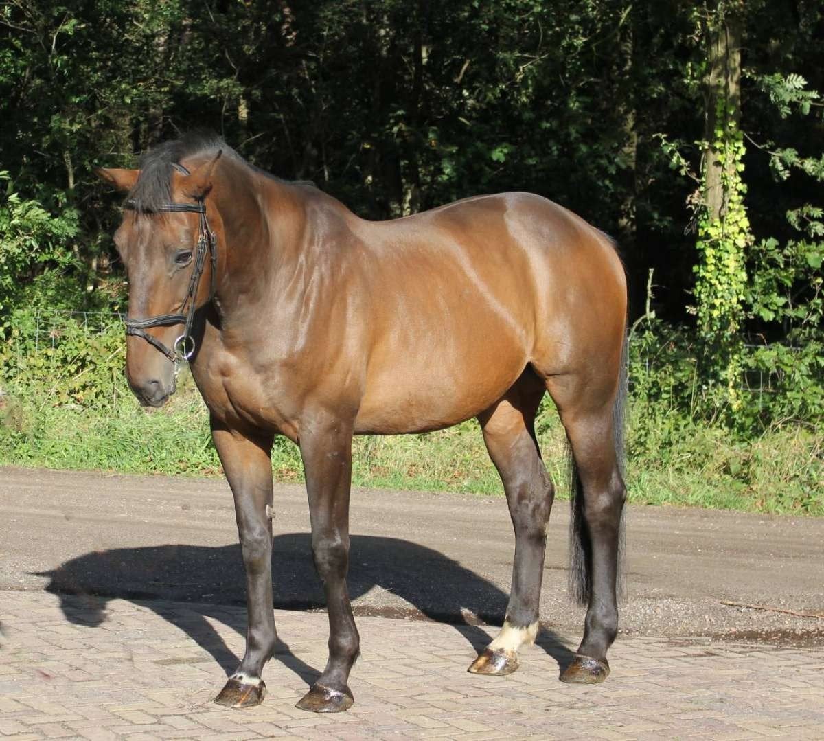 Lieve ruin zoekt bijrijder, Ophalen of Verzenden