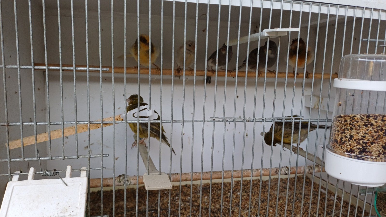 11 kanaries te koop 12.50 per stuk, Dieren en Toebehoren, Vogels | Kanaries