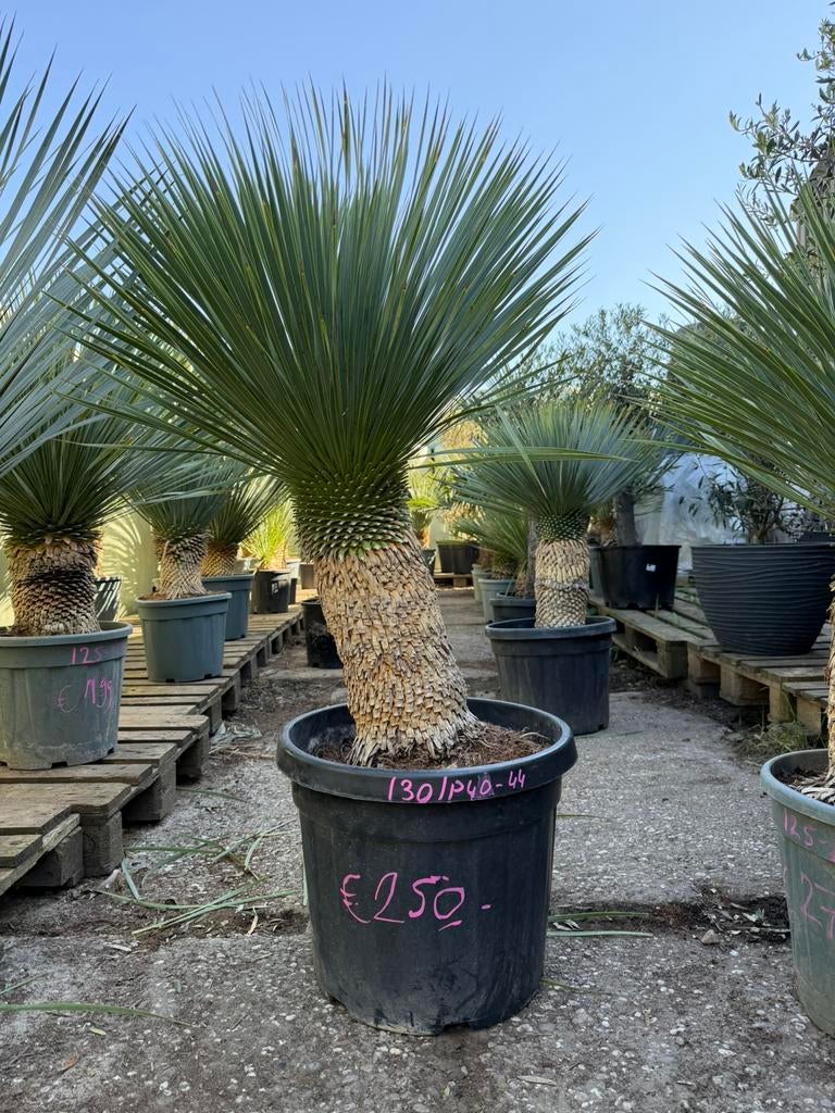 Yucca rostrata op stam (44cm stam) potmaat 40, Tuin en Terras, Planten | Bomen, Volle zon, 100 tot 250 cm, Zomer, Overige soorten