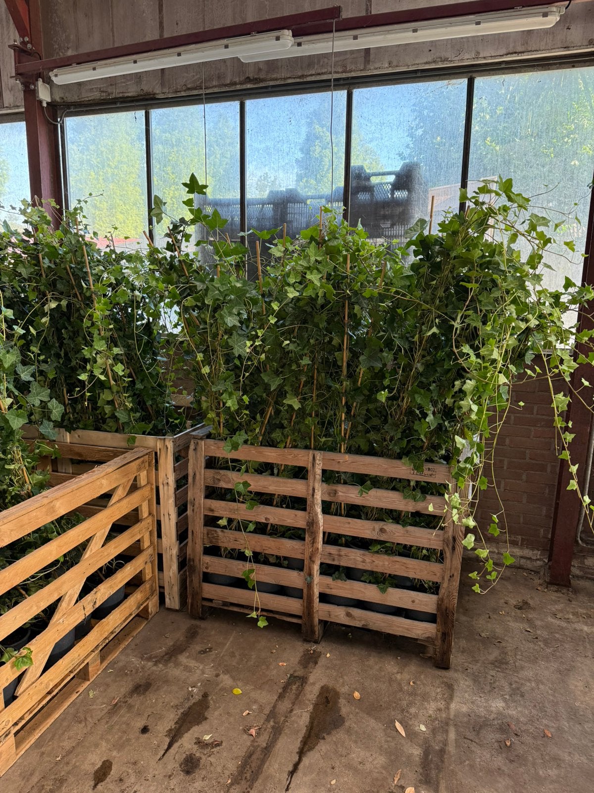 Hedera prima planten .150 cm +  partij 120 stuks  4,99 pst, Tuin en Terras, Planten | Tuinplanten, Ophalen, Vaste plant, Bloeit niet