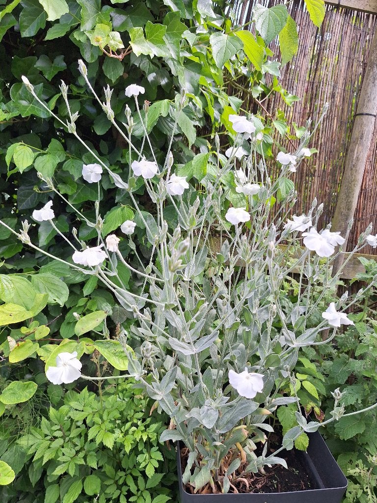 Lychnis Coronaria prikneus zachtlapje wit plantjes te koop, Overige soorten, Volle zon, Vaste plant, Ophalen of Verzenden