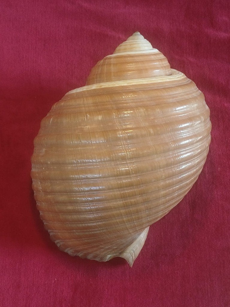 Schelpen, Tonna zonata (Green, 1830), Ophalen of Verzenden, Schelp(en)