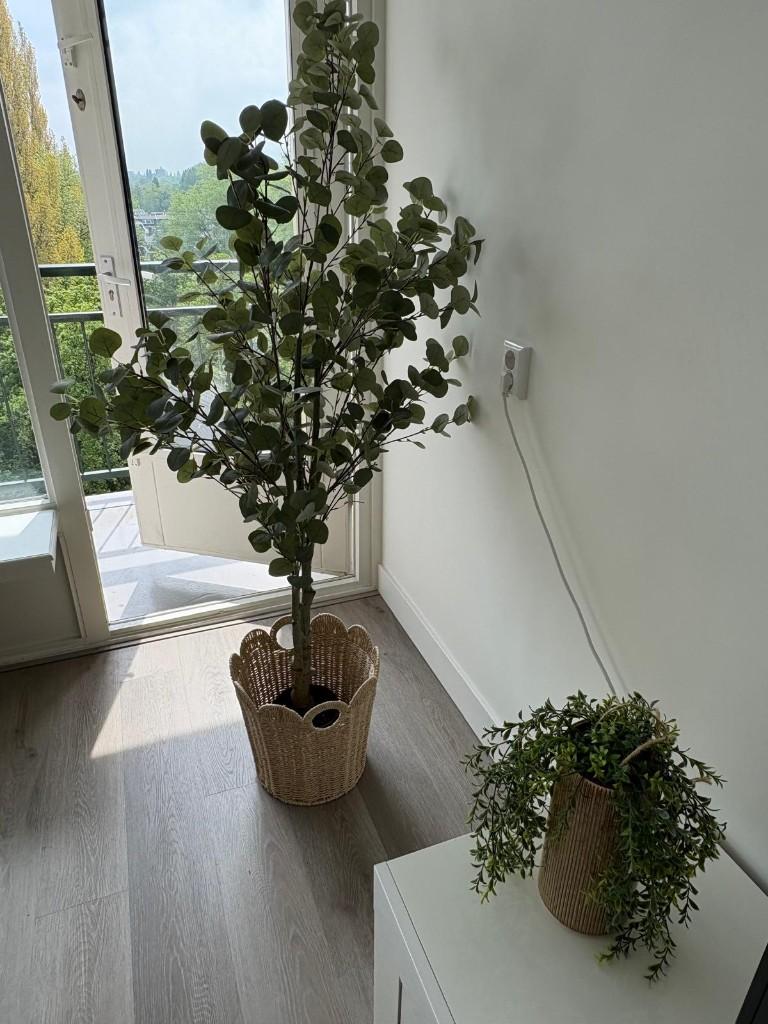 Plants, Ophalen, Overige soorten, Halfschaduw, 100 tot 150 cm