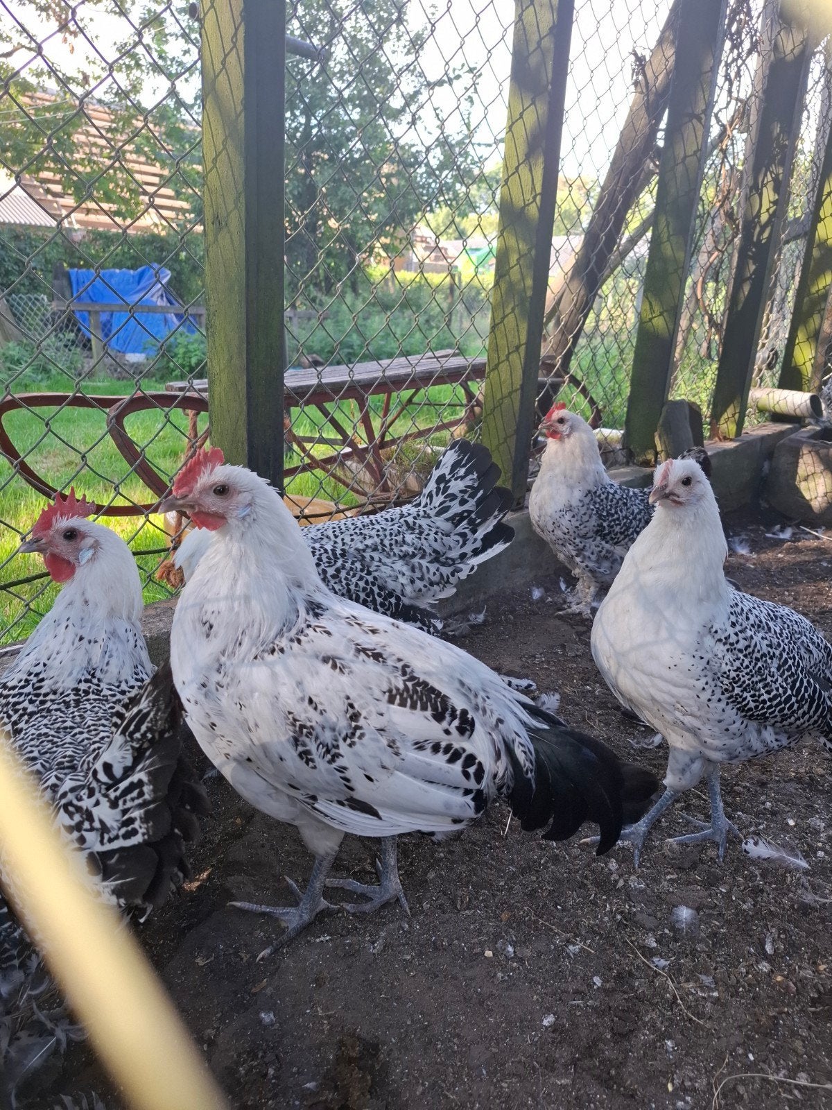 haan. groninger meeuw. groot. zilverpel. 2026., Dieren en Toebehoren, Mannelijk, Kip