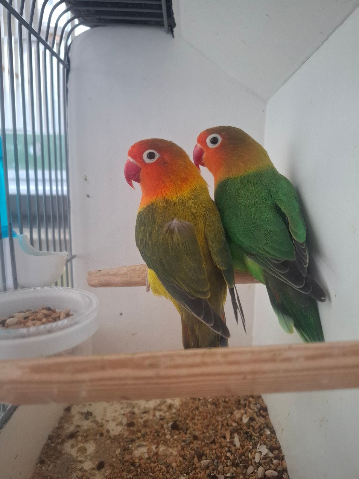 Agapornis Fischeri Rubino koppel, Meerdere dieren, Dwergpapegaai of Agapornis, Geringd