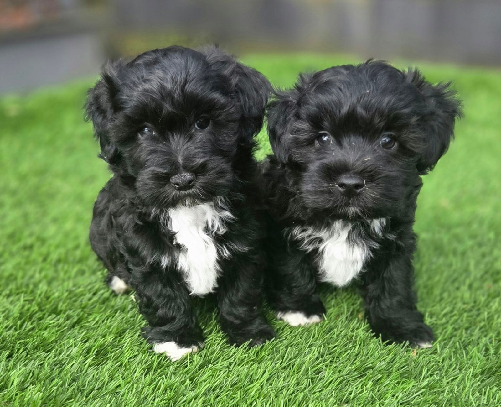 Te koop mooie Maltipoo pups, Nederland, Overige rassen, 8 tot 15 weken, Meerdere