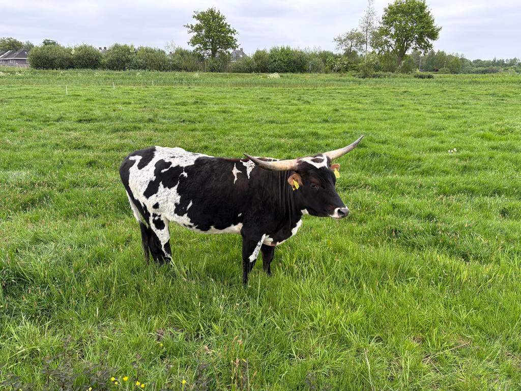 Texas Longhorn Koe en Pink te koop, Dieren en Toebehoren, Runderen, Vrouwelijk