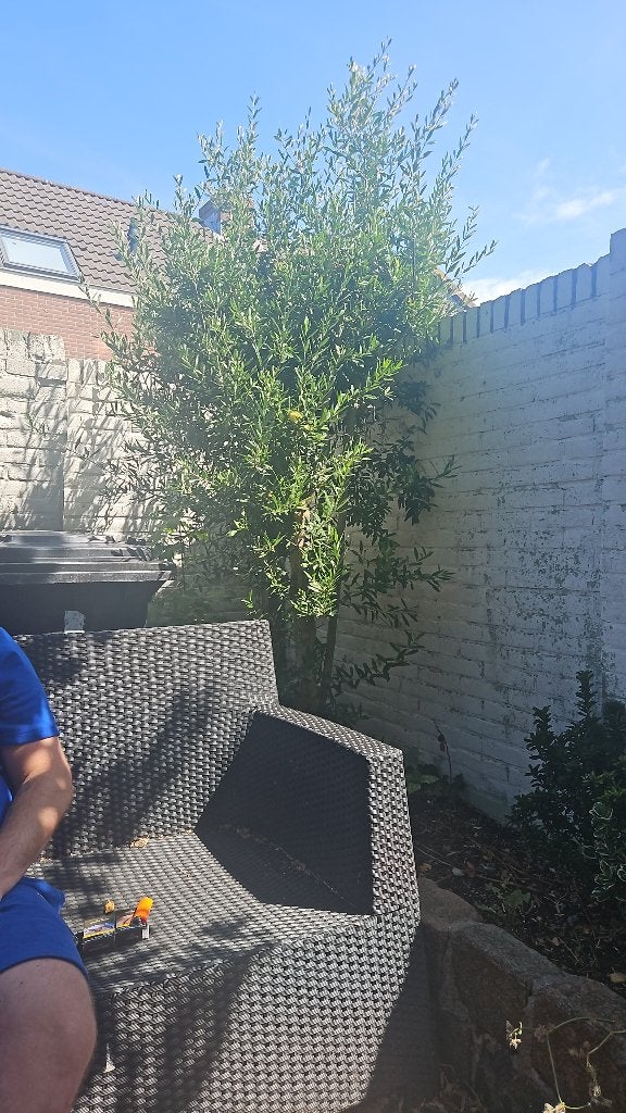Grote Olijfboom voor Tuin of Terras, Tuin en Terras, Lente, Olijfboom, 250 tot 400 cm, Ophalen