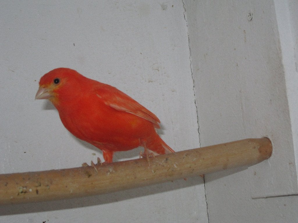 Rood intensief kanarie man, Dieren en Toebehoren, Vogels | Kanaries, Mannelijk, Kleurkanarie