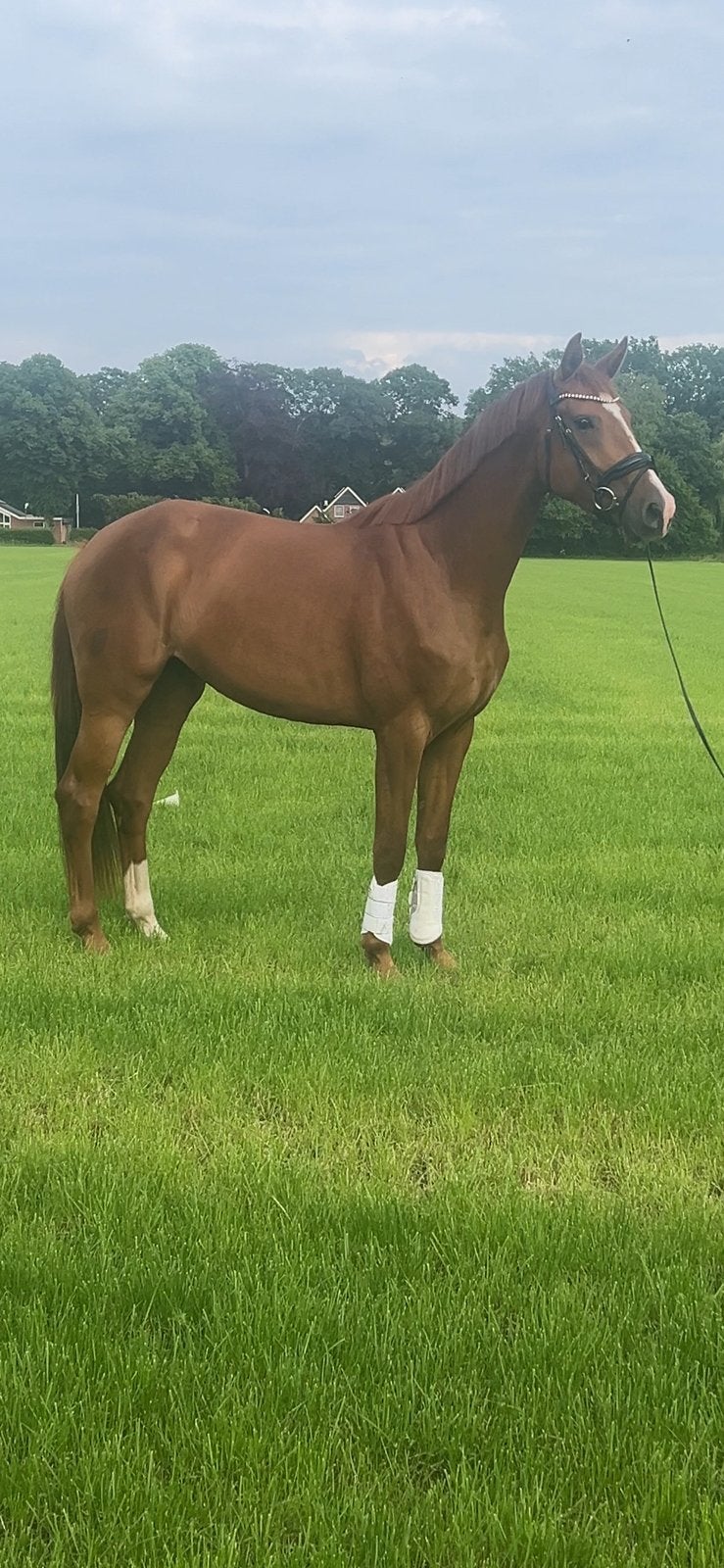 Prachtige merrie te koop, Dieren en Toebehoren, Paarden, Merrie, Met stamboom, Dressuurpaard, Onbeleerd