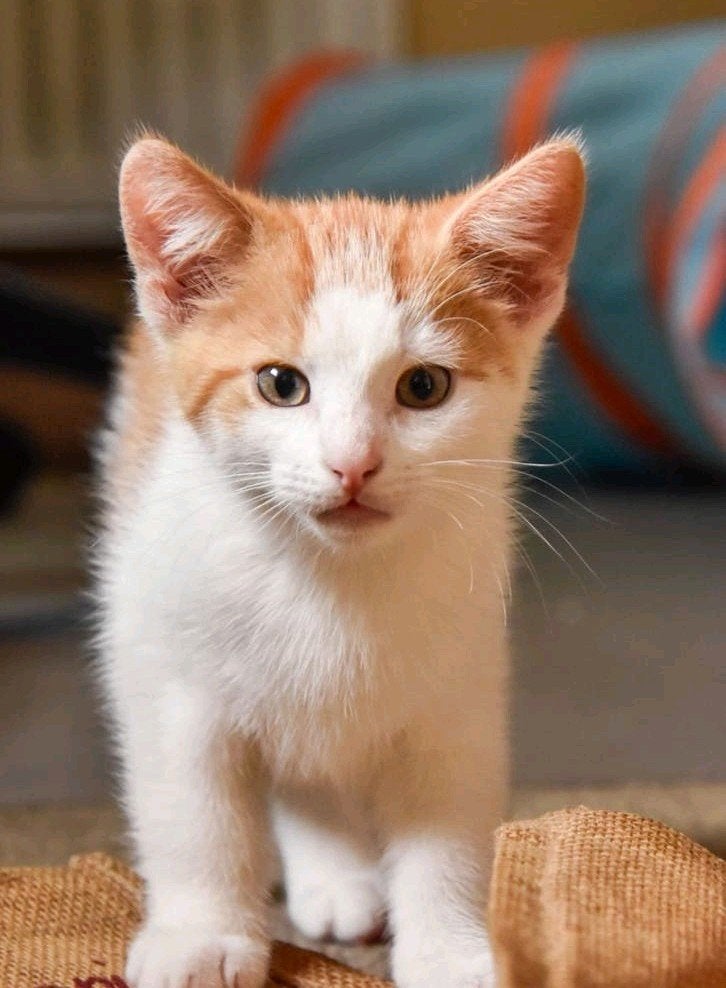 2 lieve en speelse kittens zoeken een nieuw thuis!, Dieren en Toebehoren, Katten en Kittens | Overige Katten, Meerdere dieren