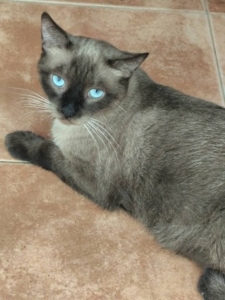 Jarela, Cesar, x siam, 7-05-2025 gered uit een showroom, Kater, Kortharig, 0 tot 2 jaar