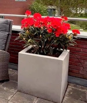 Rhododendron in mooie bak, Vaste plant, Halfschaduw, Zomer, Ophalen