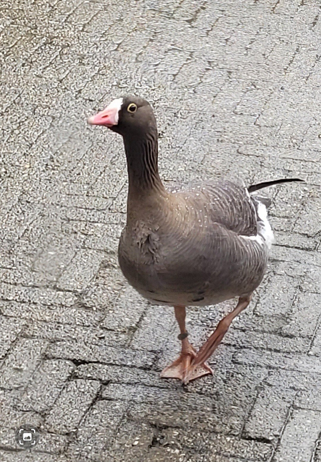 GEZOCHT Goudoog gans vrouwtje, Dieren en Toebehoren, Pluimvee, Vrouwelijk, Gans of Zwaan